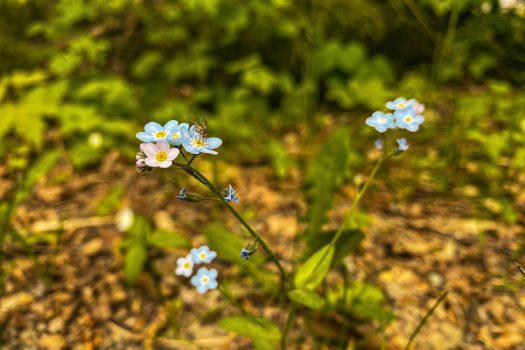 Vacant Building Lot on Floodwood Road